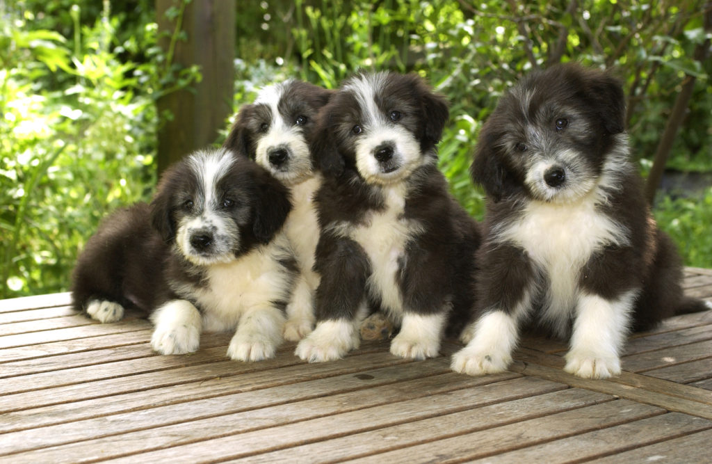 chiots Bearded Collie