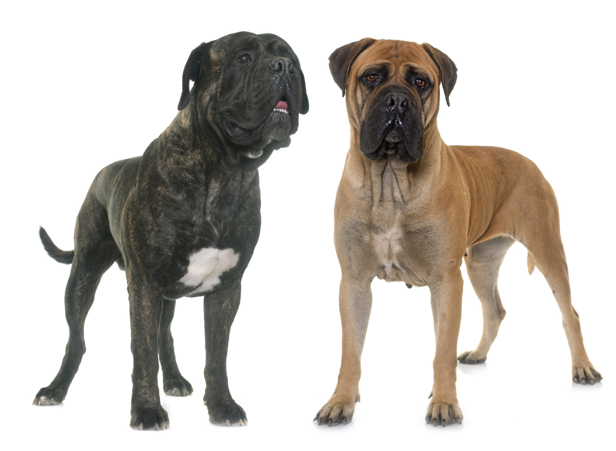 Bullmastiff caractère, prix, santé, éducation Magazine zooplus Bullmastiff caractère, prix, santé, éducation Magazine zooplus