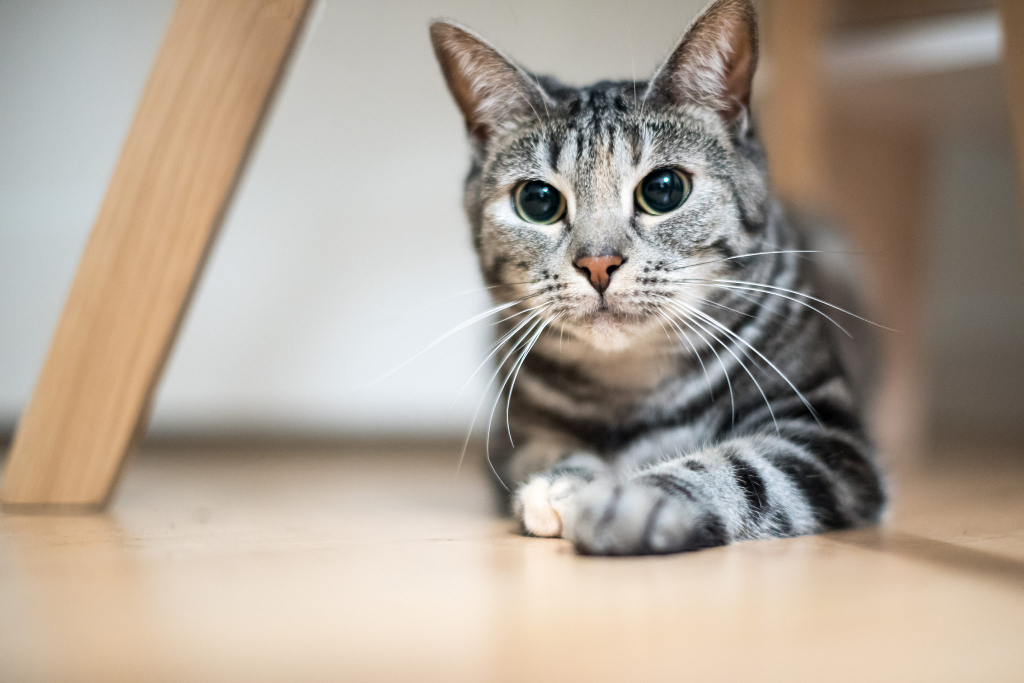 Chat Européen European Shorthair Origine Caractère