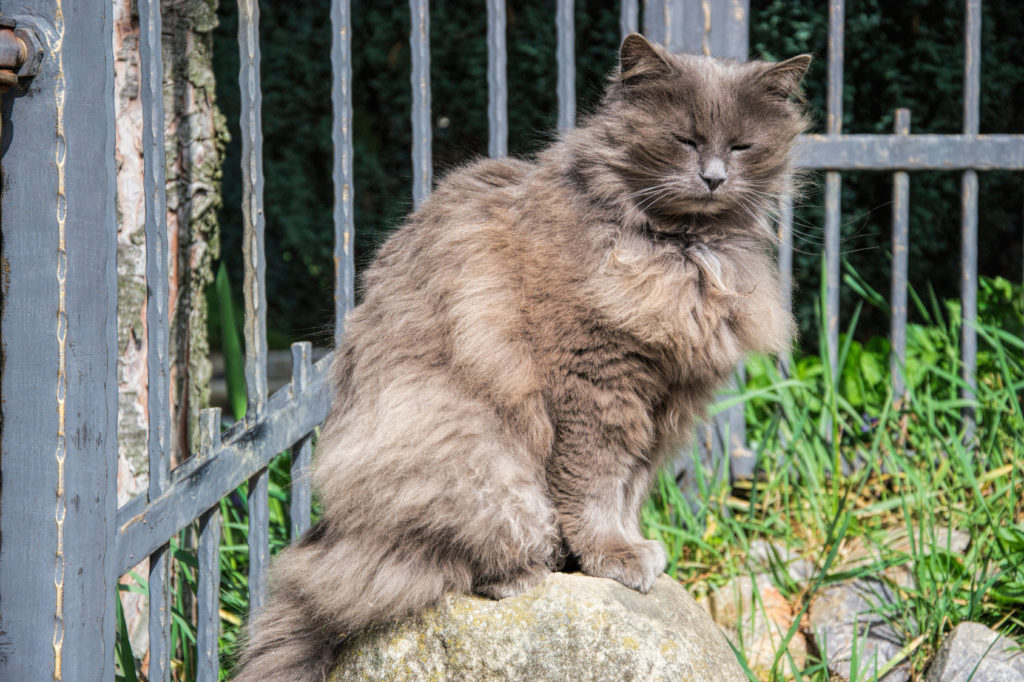 Chantilly Tiffany Une Race De Chat D Une Grande Rarete Magazine Zooplus Chantilly Tiffany Une Race De Chat D Une Grande Rarete Magazine Zooplus