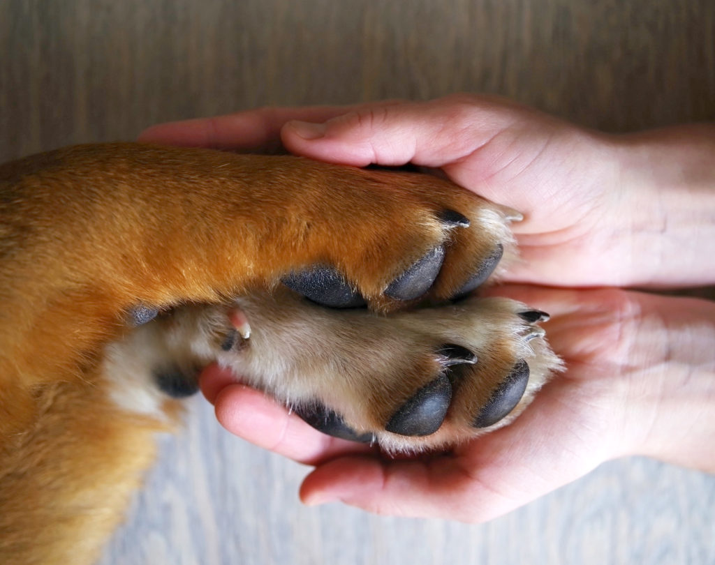 chaussures pour chien chaussures pour chien