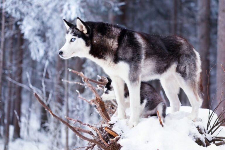 husky de sibérie