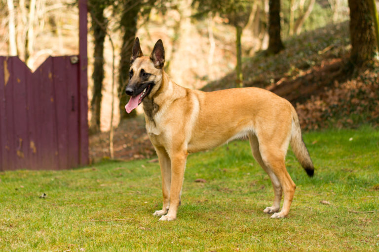 berger belge malinois