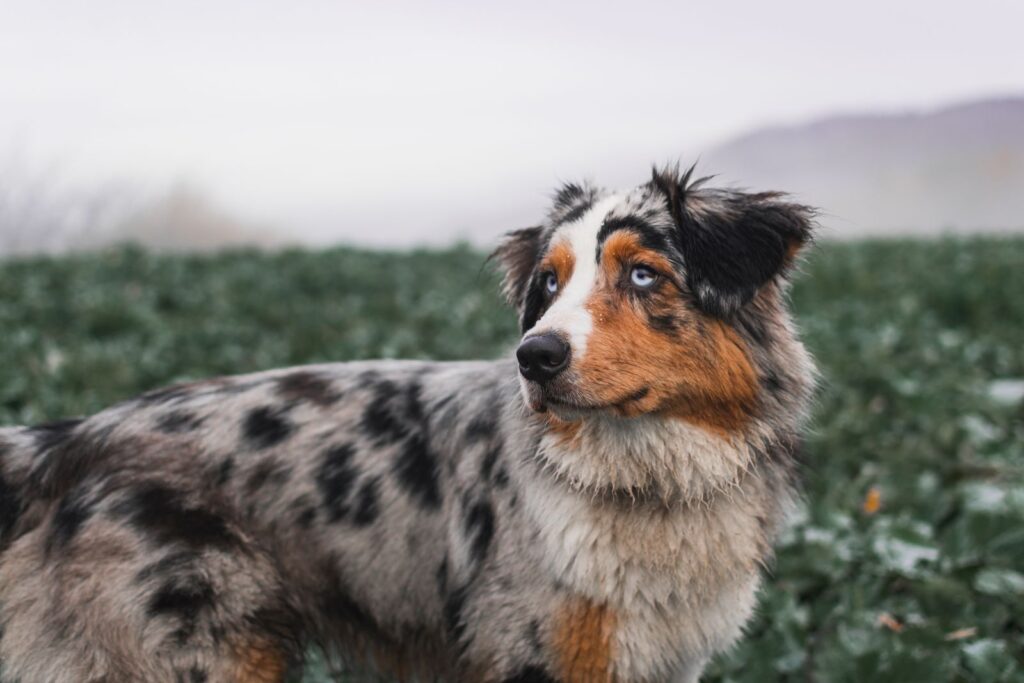 berger australien merle berger australien merle