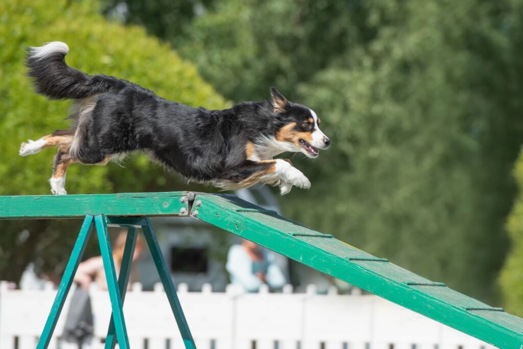 berger australien qui fait de l’agility berger australien qui fait de l'agility