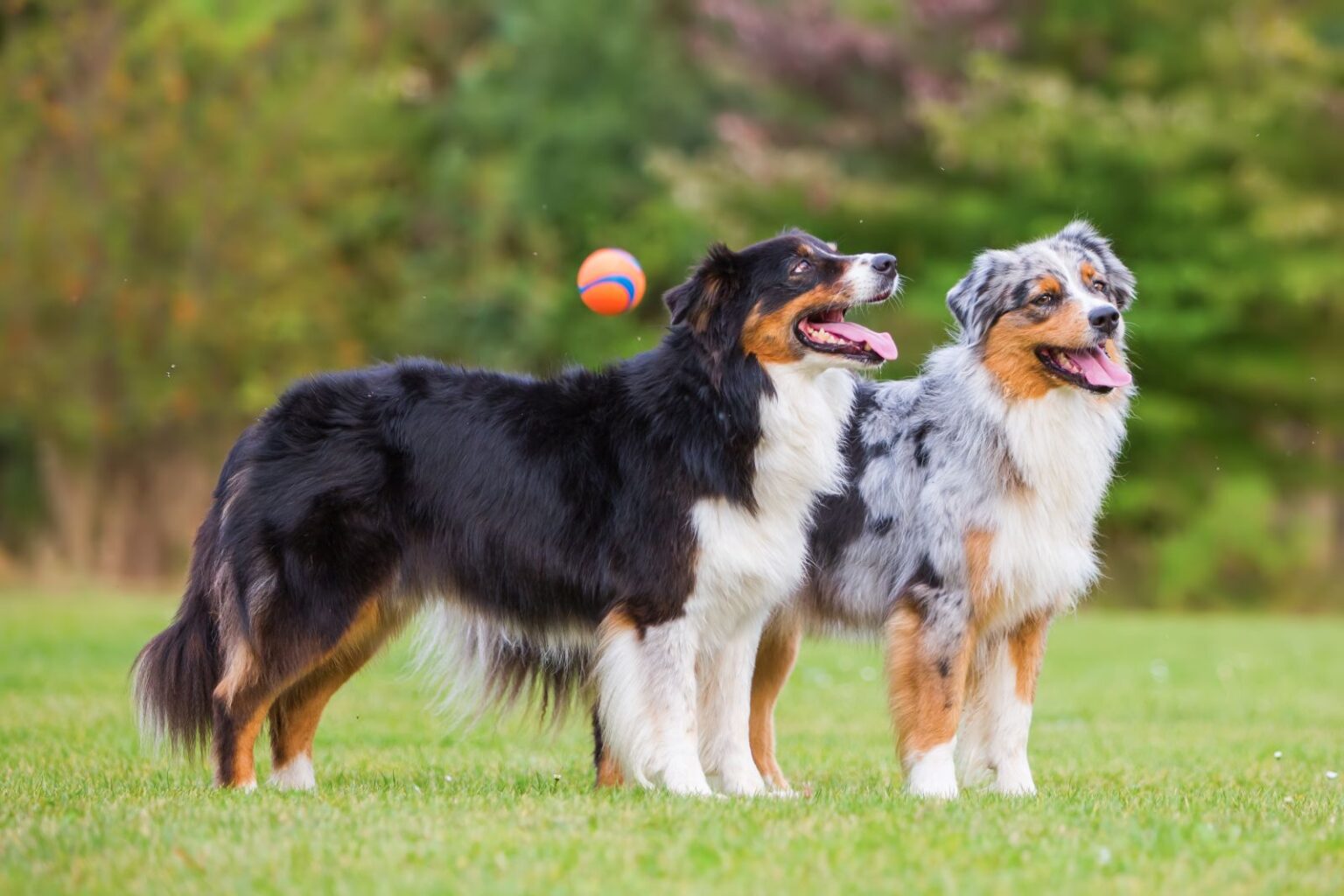 Le Berger Australien Berger Australien Chiot IDSQ Le Berger Australien Berger Australien Chiot IDSQ