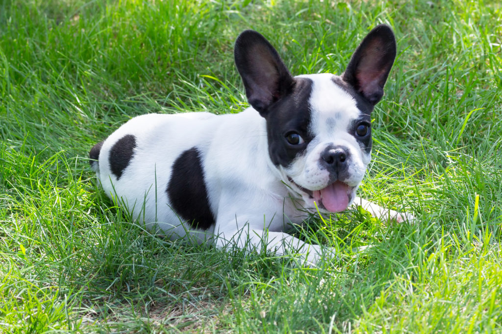 Bouledogue Francais Caracteristiques Histoire Sante Magazine Zooplus