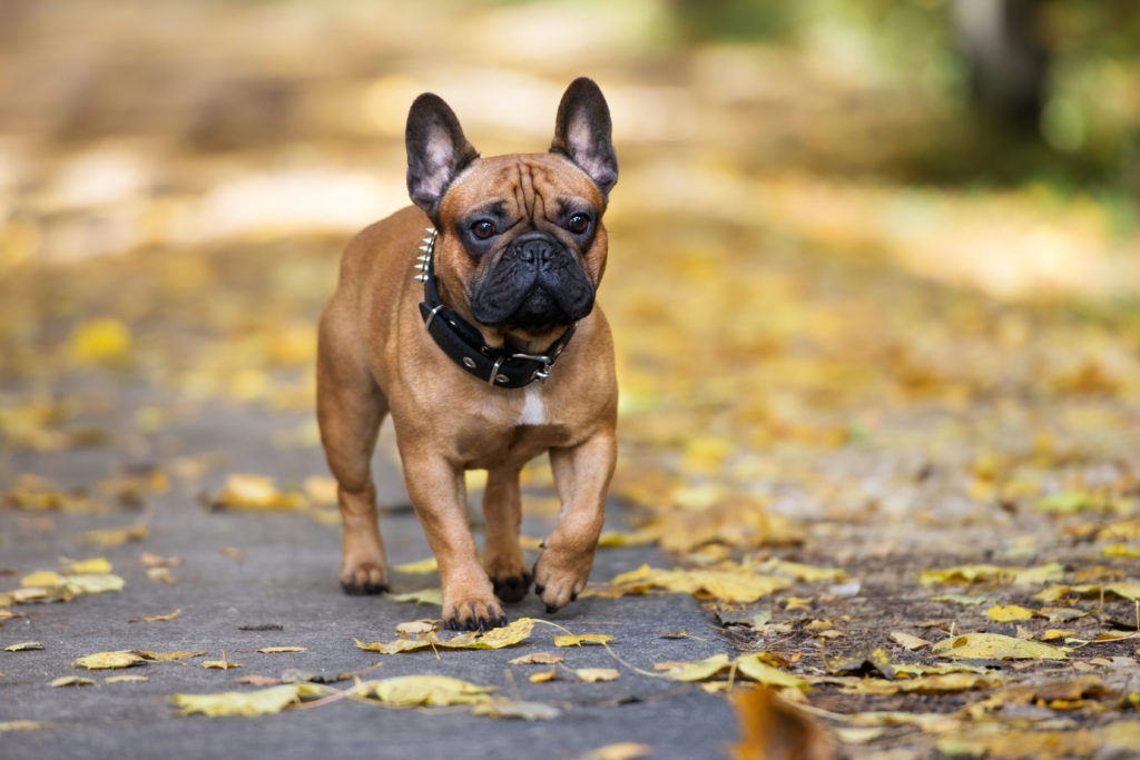 Les bouledogues français