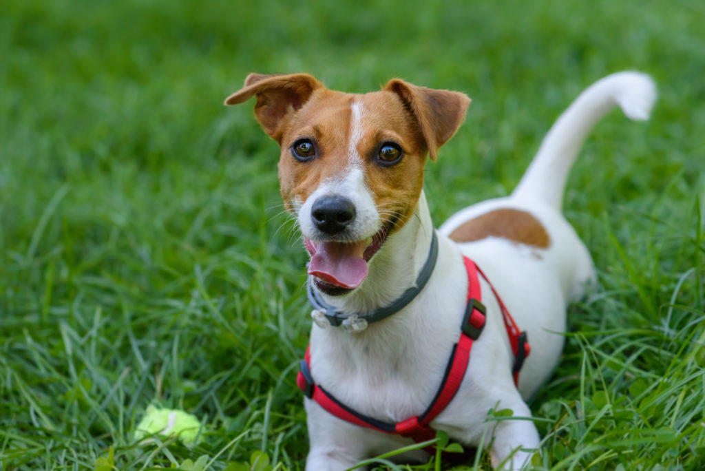 Jack Russell Terrier Caractere Sante Education Magazine Zooplus