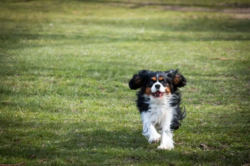 Un Cavalier King Charles court sur le gazon