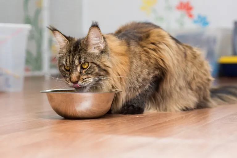 Un Maine Coon mange dans sa gamelle