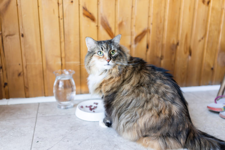 Maine Coon Calico devant sa gamelle, regarde derrière lui