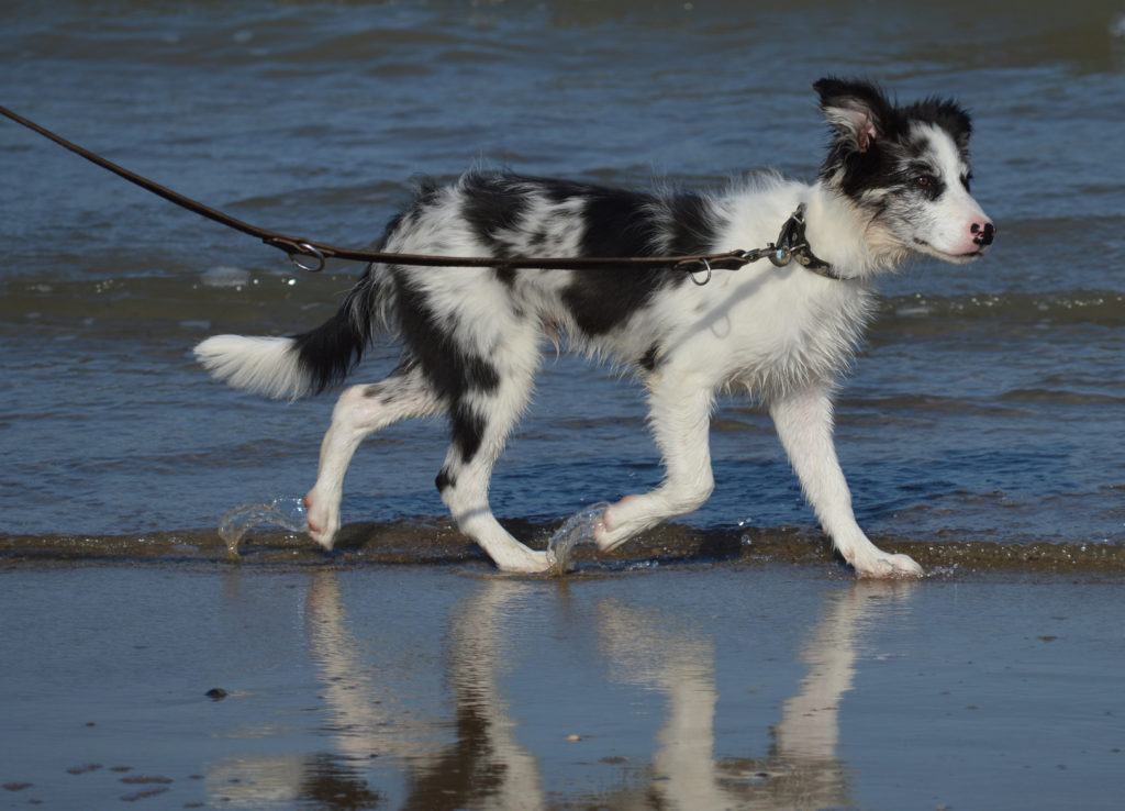 Border Collie merle