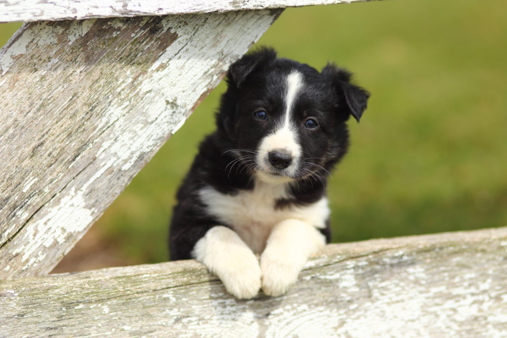 tour de poitrine border collie