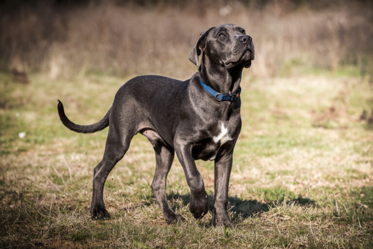 Cane corso debout dans l'herbe