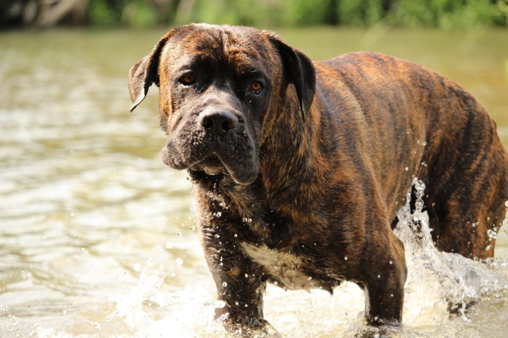 chien cane corso bringé dans l'eau