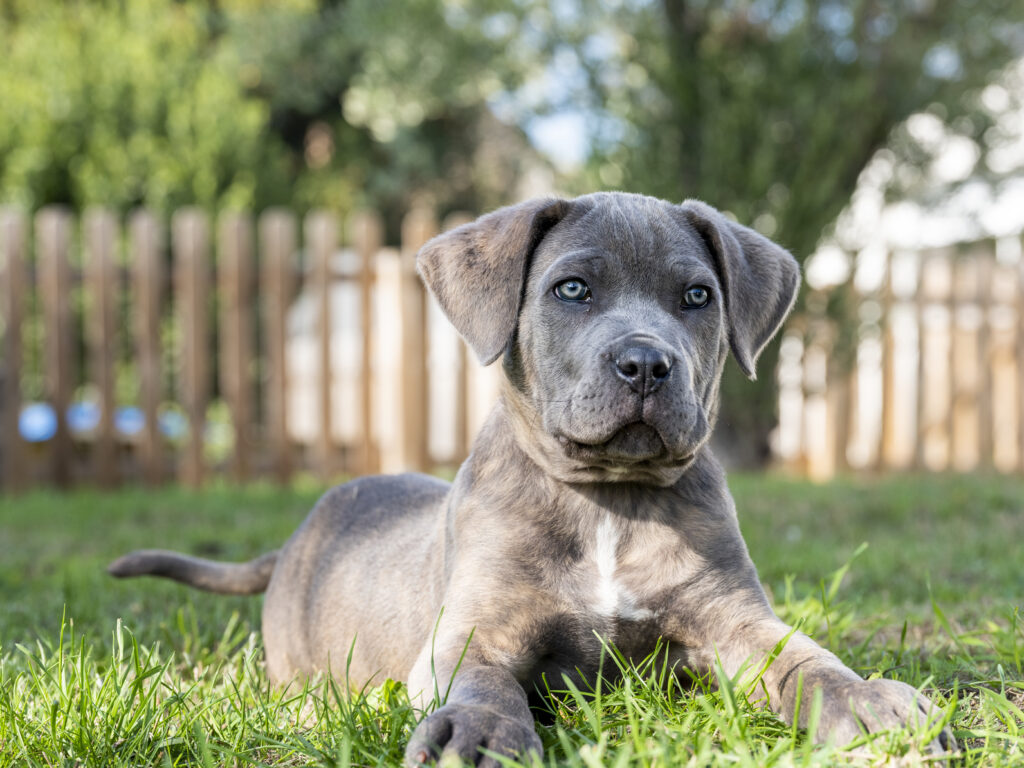 chiot cane corso dans l'herbe