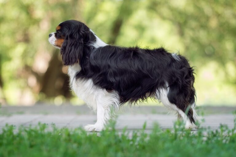 cavalier king charles de côté