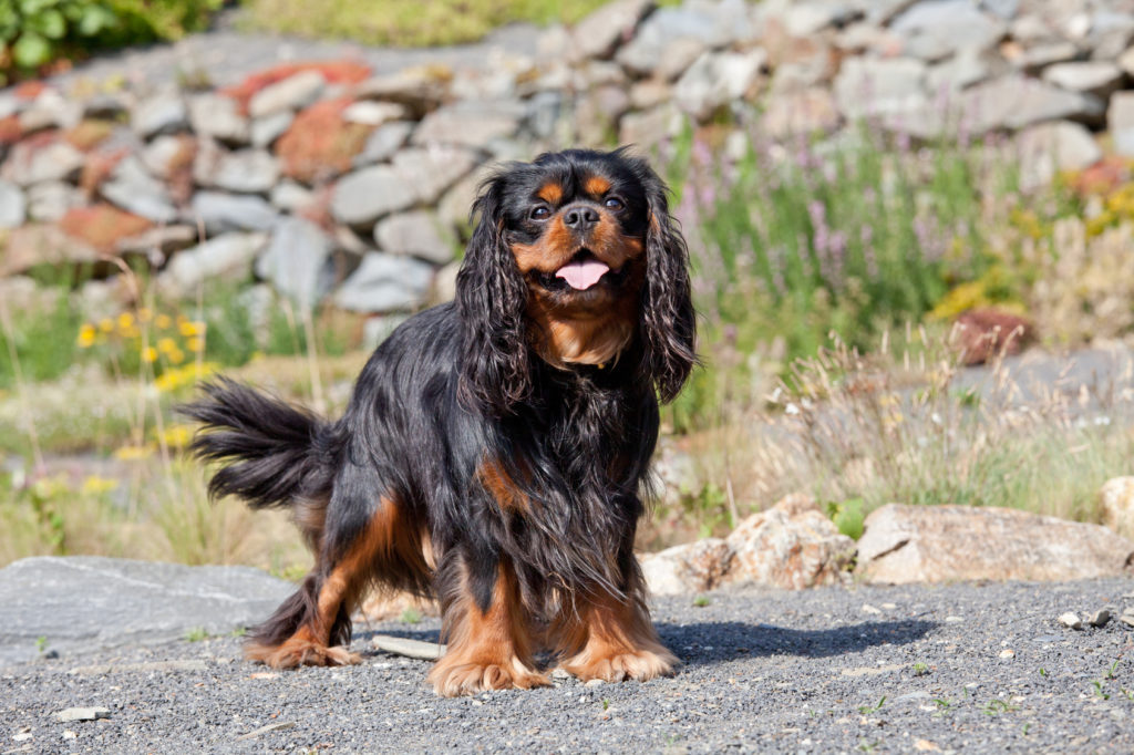 Cavalier King Charles spaniel : caractéristiques | Magazine zooplus