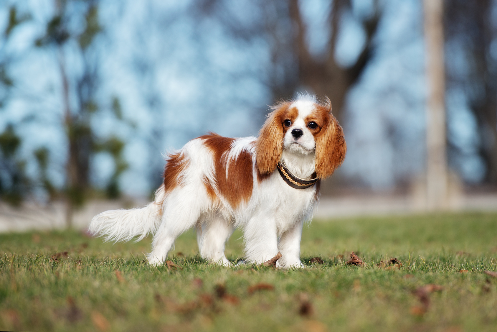 Cavalier King Charles spaniel caractéristiques Magazine zooplus