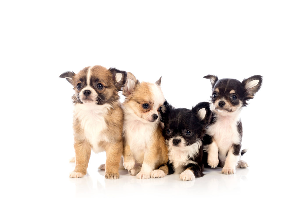 Chihuahua Caractéristiques Histoire Santé Magazine Zooplus