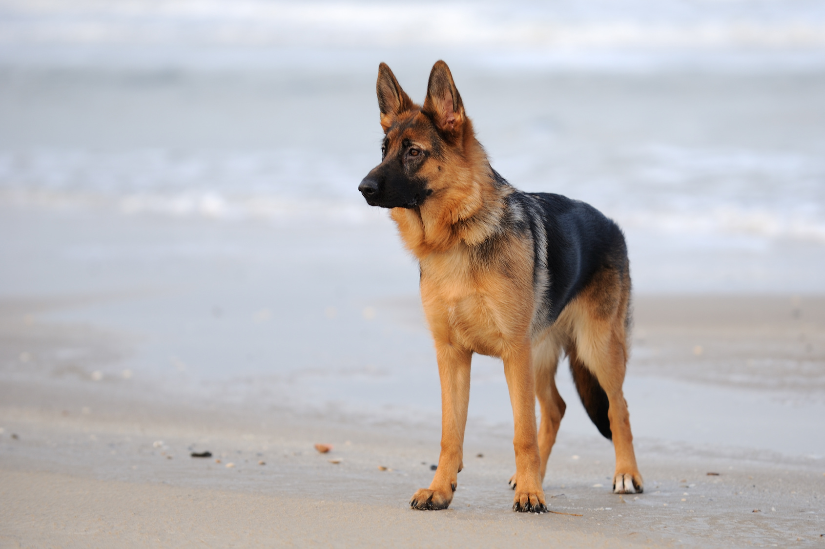 Berger Allemand Caracteristiques Histoire Sante Magazine Zooplus