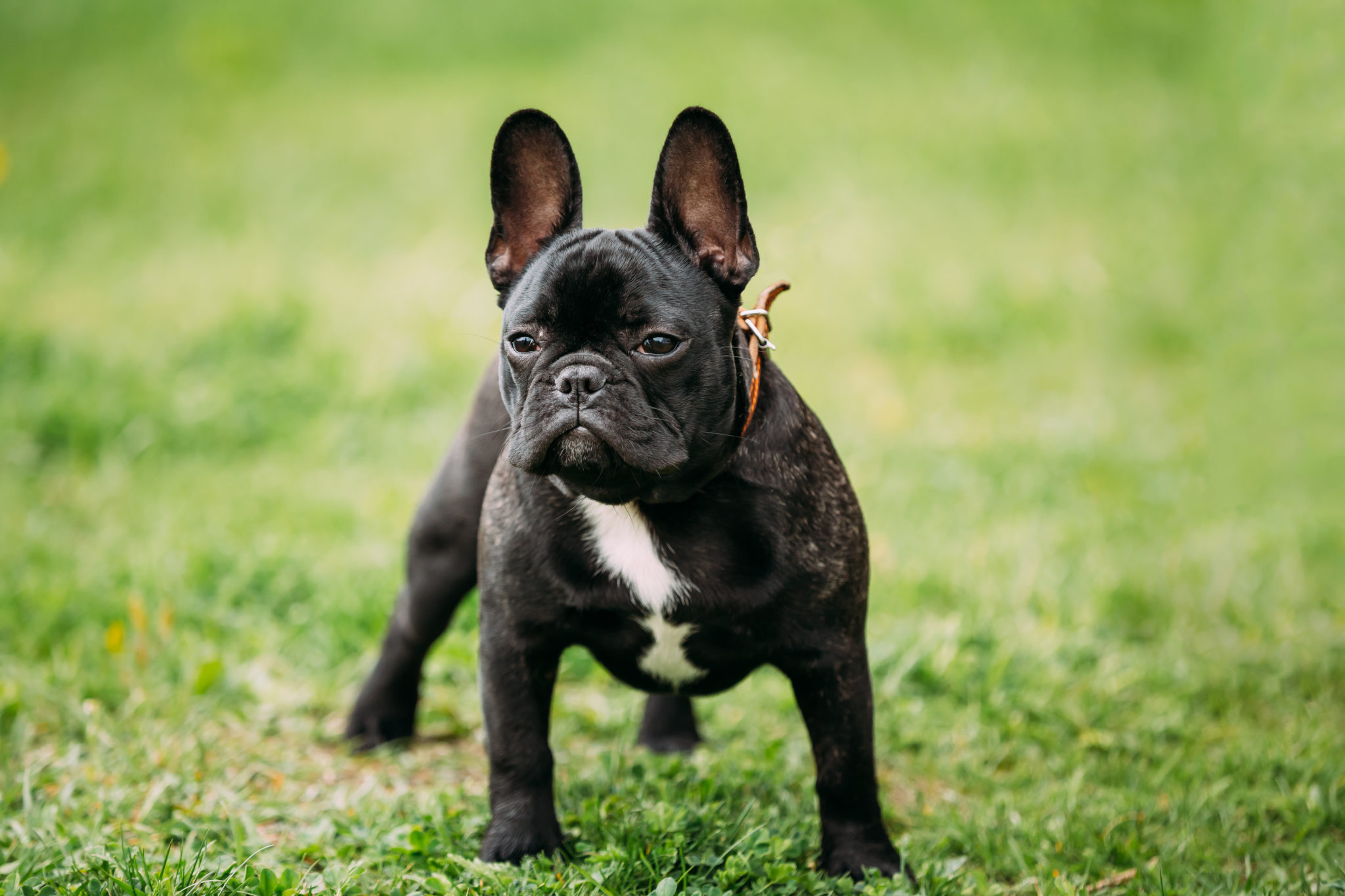 Bulldog  Race de chien de compagnie créée par les éleveurs anglais d'une  bonne espérance de vie