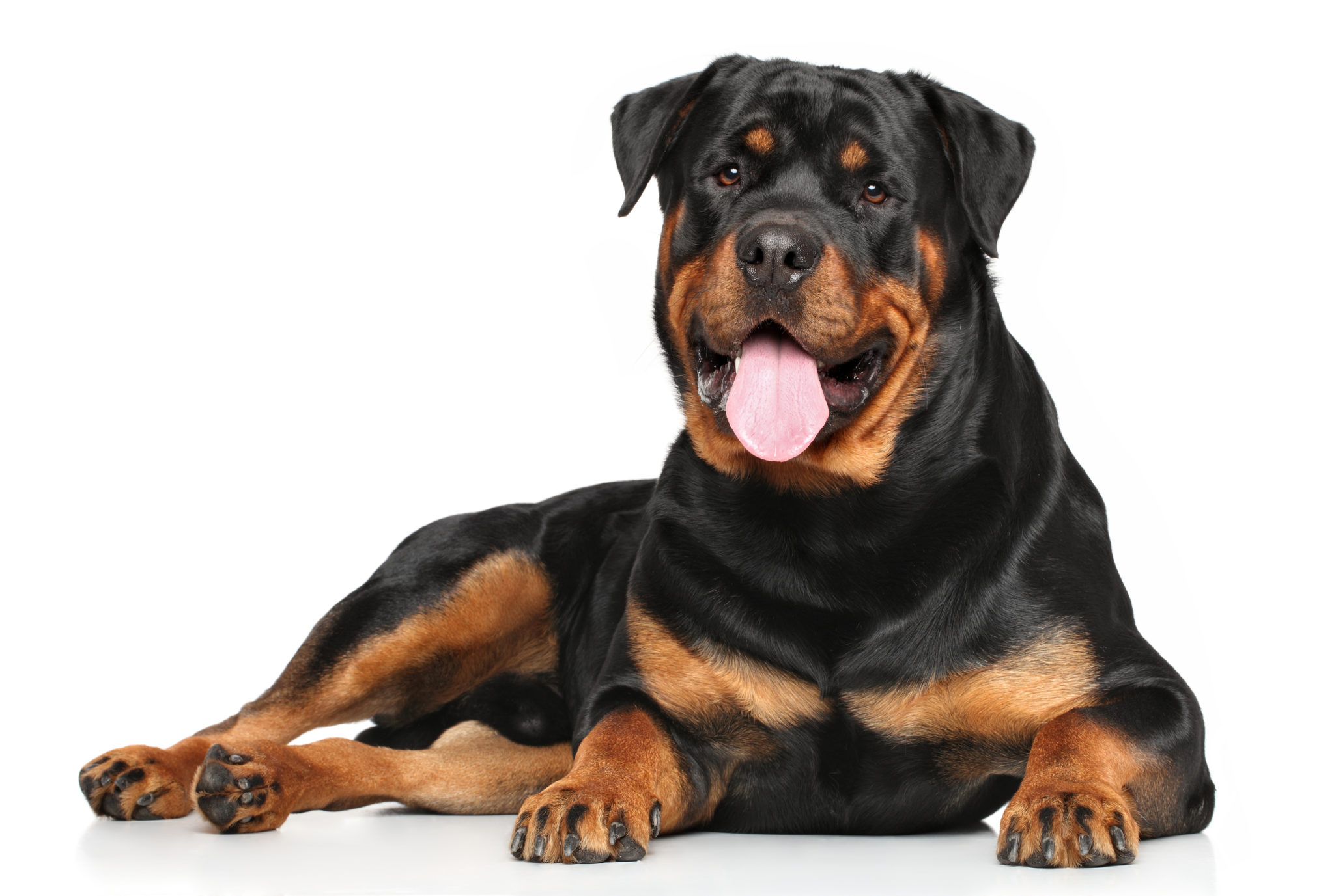 Rottweiler caractère, éducation, santé Magazine zooplus