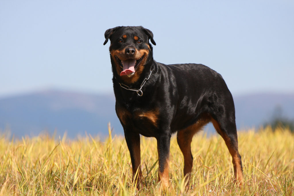 rottweiler rottweiler puissant debout dans un champ sous le soleil