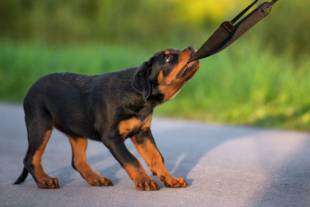 Chiot Rottweiler qui joue en extérieur