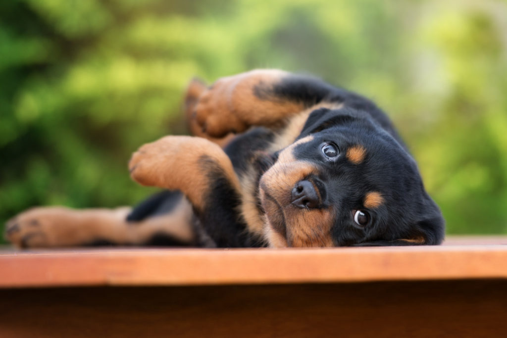 chiot rottweiler