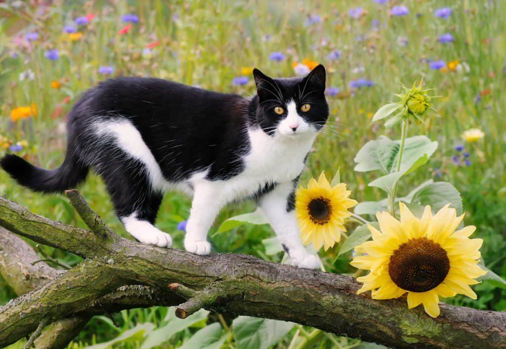 European Shorthair European Shorthair