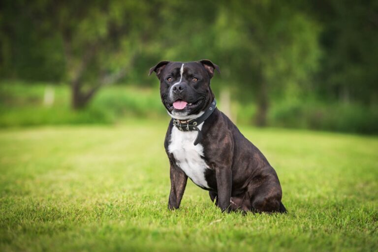 staffie dans un jardin