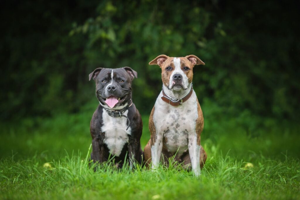 American staffordshire terrier et english staffordshire bull terrier