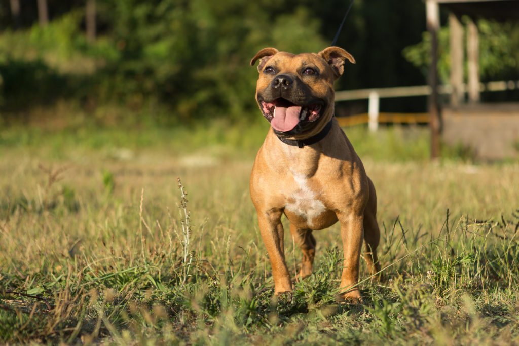 Staffordshire Bull Terrier Staffie Magazine Zooplus