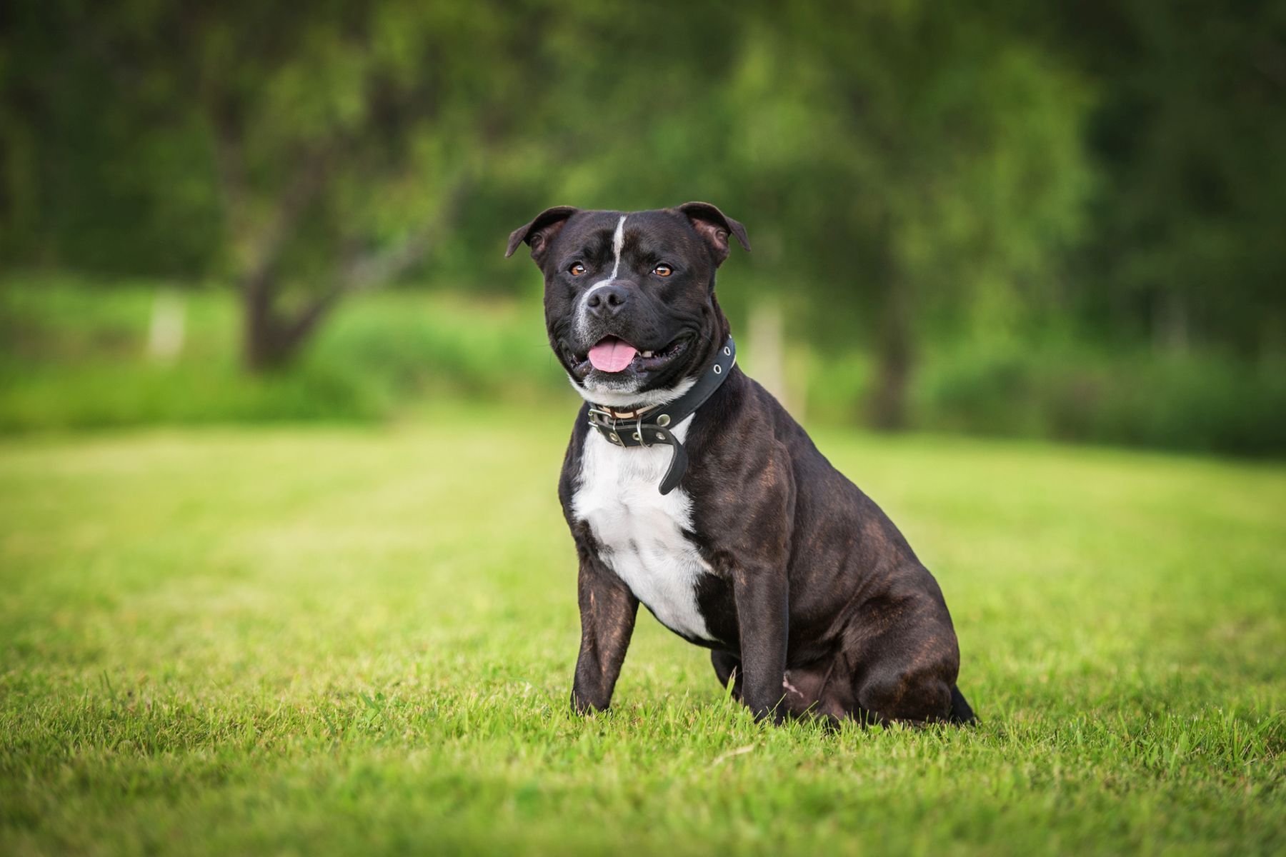 Staffordshire Bull Terrier Staffie Tout Savoir Magazine Zooplus