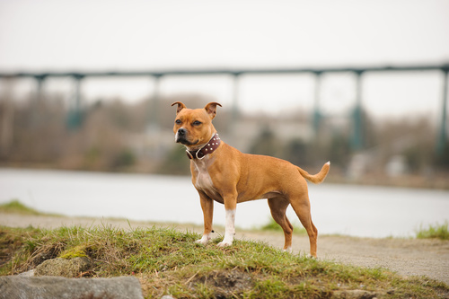 Staffordshire Bull Terrier Staffie Magazine Zooplus