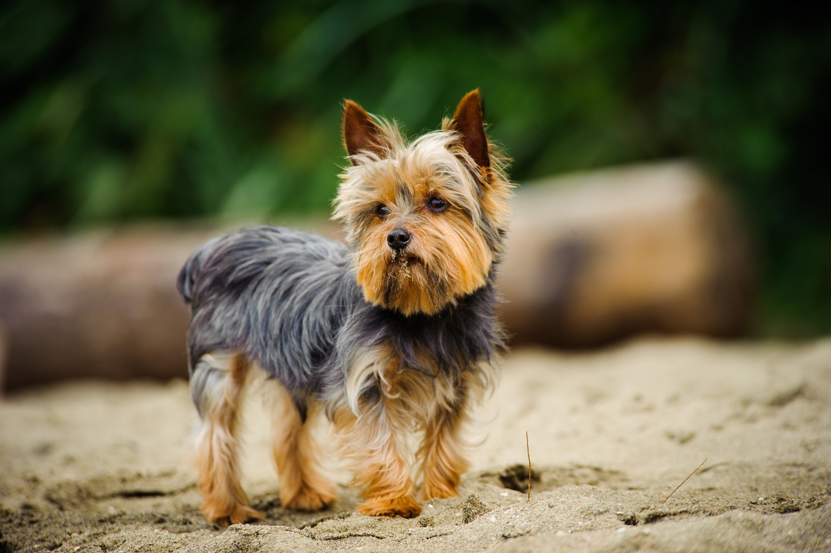 Yorkshire Terrier Origine Caract re Sant Soins Magazine Zooplus Yorkshire Terrier Origine Caract re Sant Soins Magazine Zooplus