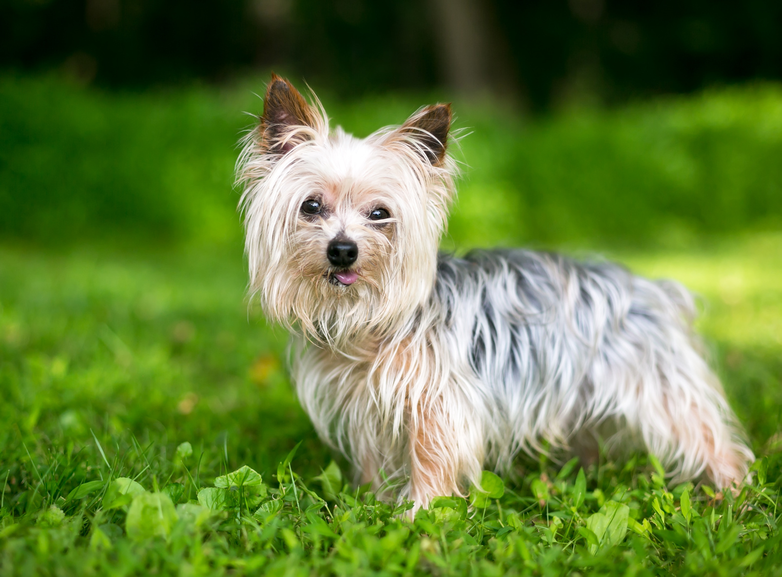 Yorkshire Terrier Origine Caract re Sant Magazine Zooplus Yorkshire Terrier Origine Caract re Sant Magazine Zooplus