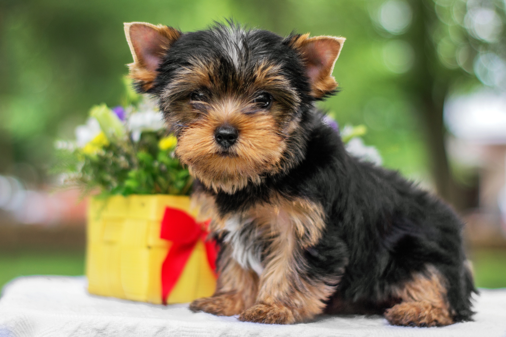 Yorkshire Terrier Origine Caract re Sant Soins Magazine Zooplus Yorkshire Terrier Origine Caract re Sant Soins Magazine Zooplus