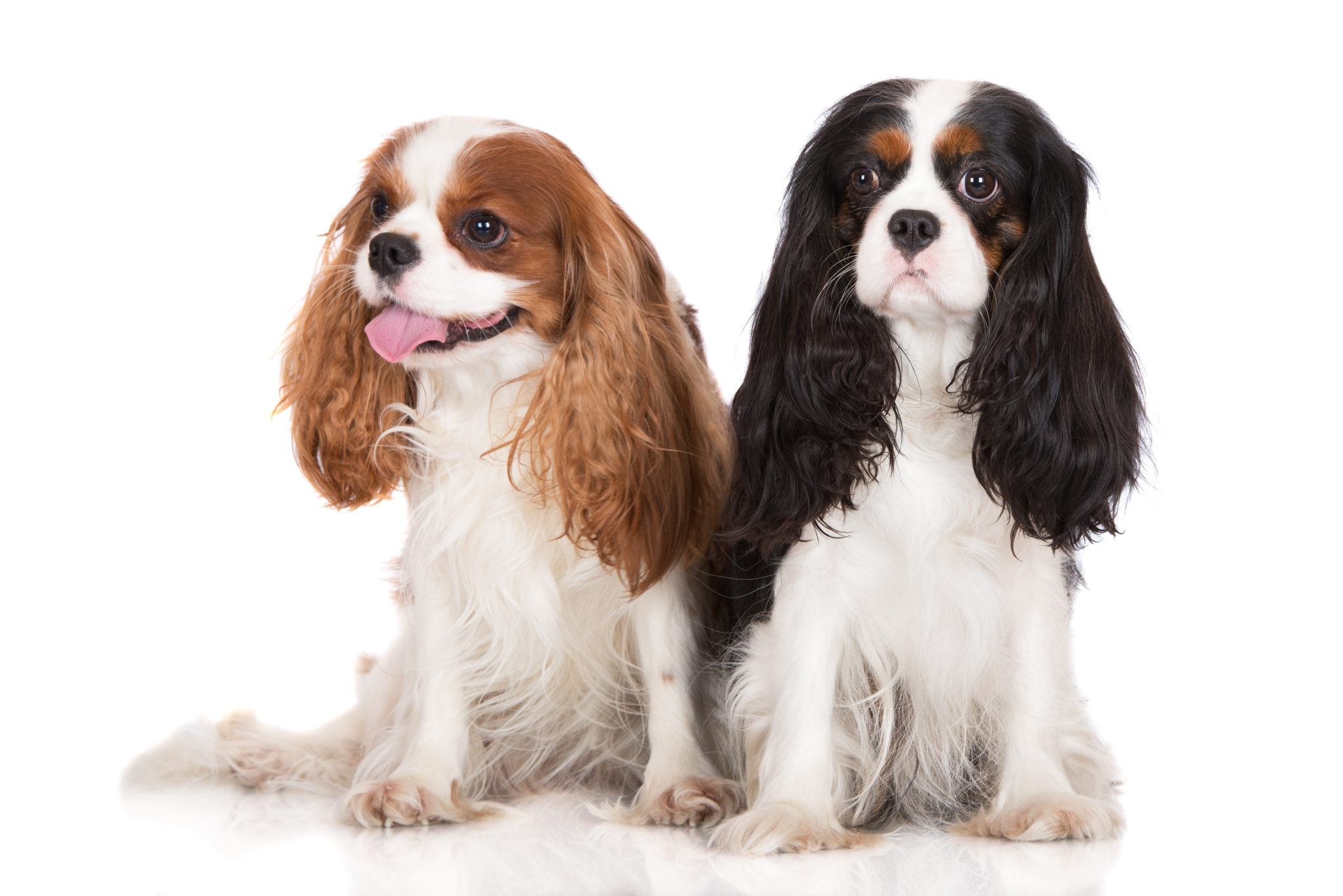 Cavalier King Charles spaniel : caractéristiques | Magazine zooplus