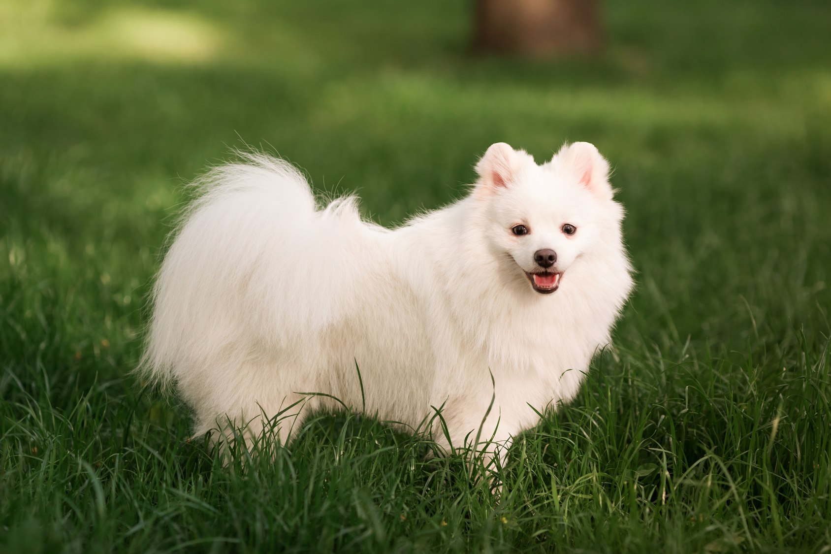 Spitz nain : Caractère, Adoption, Santé, Soins, Alimentation, Nom, Croisé