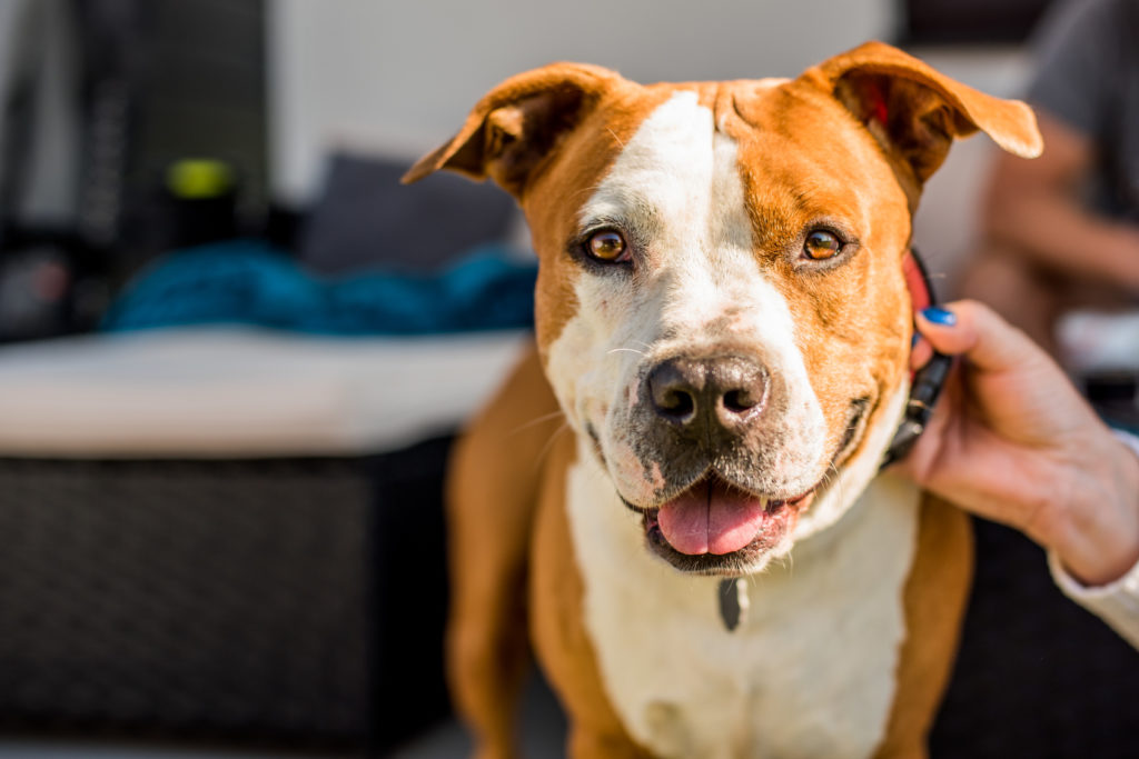 American Staffordshire Terrier Caractère éducation Et