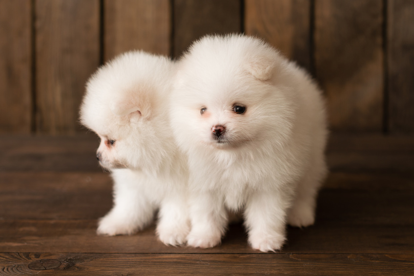 Le spitz nain ou loulou de Poméranie, une boule de poils et d'énergie