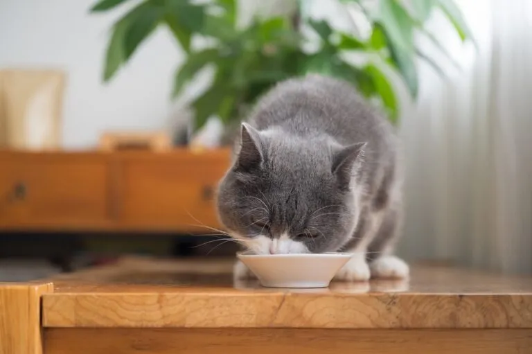Un chat British Shorthair mange dans sa gamelle