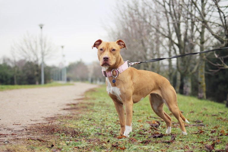 American pitbull terrier