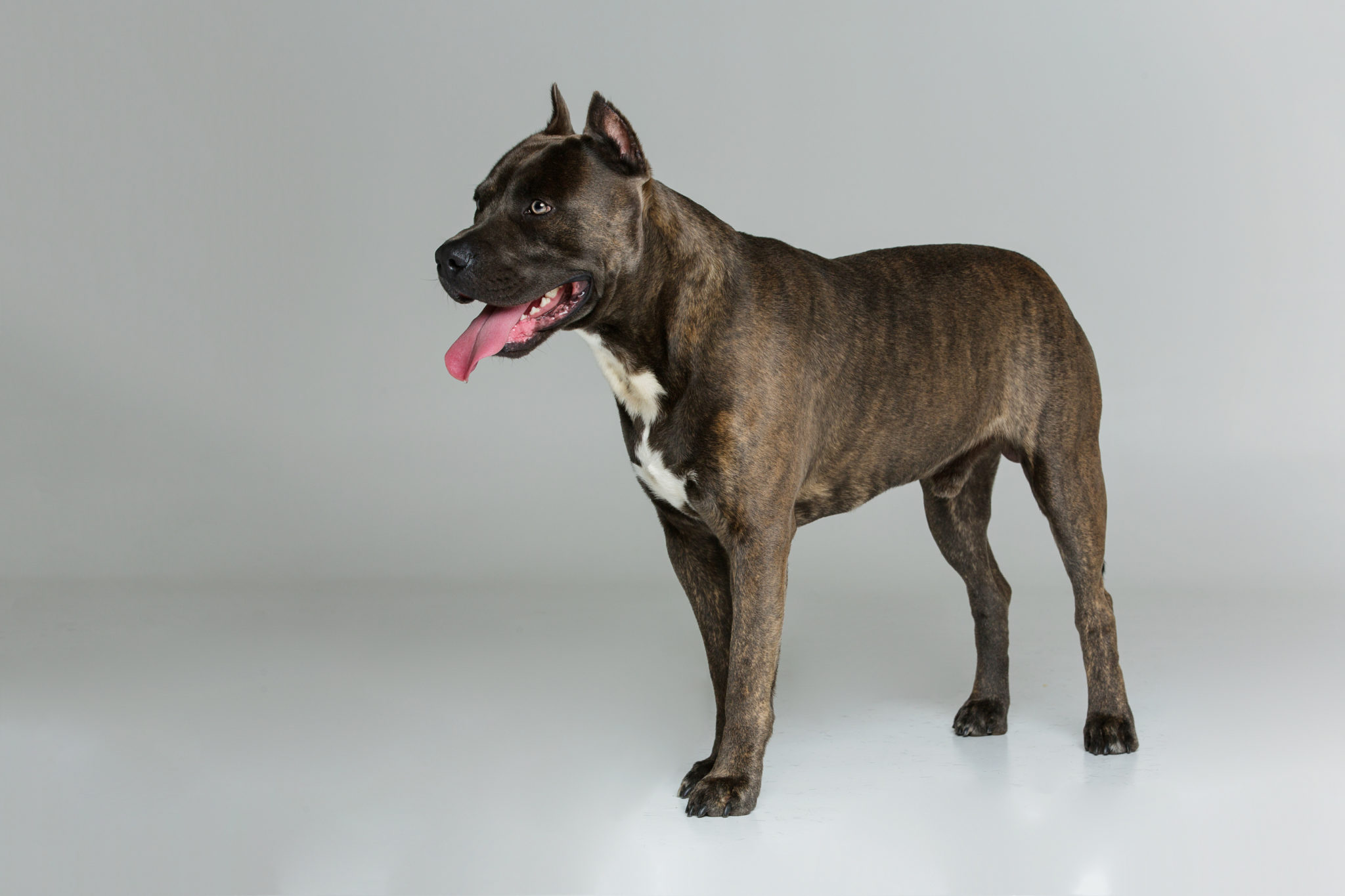 American Staffordshire Terrier Caracteristiques Magazine Zooplus