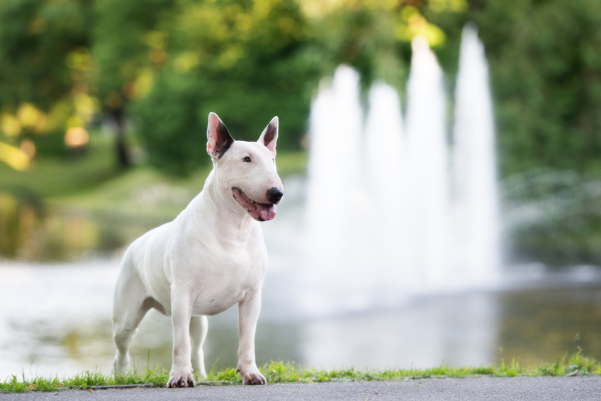 Bull terrier Bull terrier