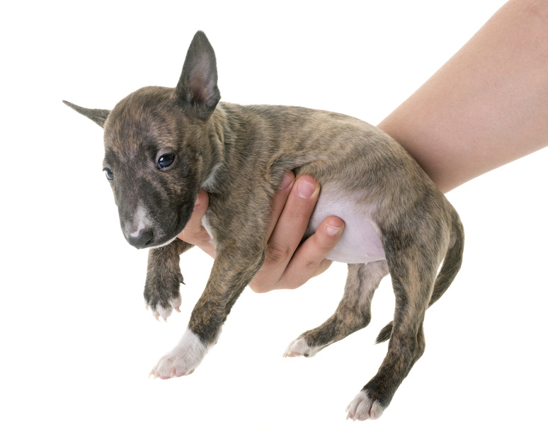 Bull Terrier Caractere Education Et Sante Magazine Zooplus Bull Terrier Caractere Education Et Sante Magazine Zooplus