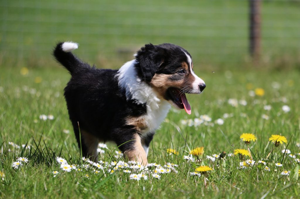 Chien Bouvier bernois